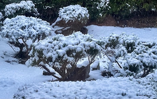 歐肯納根湖（Okanagan）冬季的雪-植栽披上雪裝