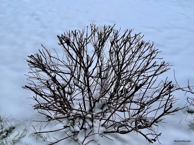 歐肯納根湖（Okanagan）冬季的雪-落葉植栽