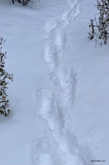 歐肯納根湖（Okanagan）冬季的雪-雪地踩踏足跡