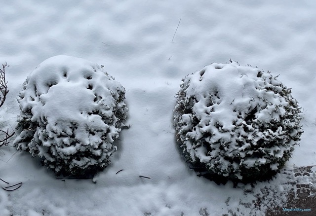 歐肯納根湖（Okanagan）冬季的雪-雪球植栽