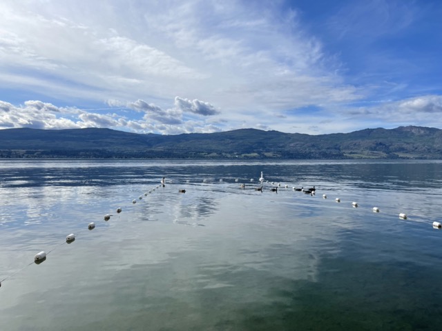 加拿大雁-成群直線悠遊於湖面