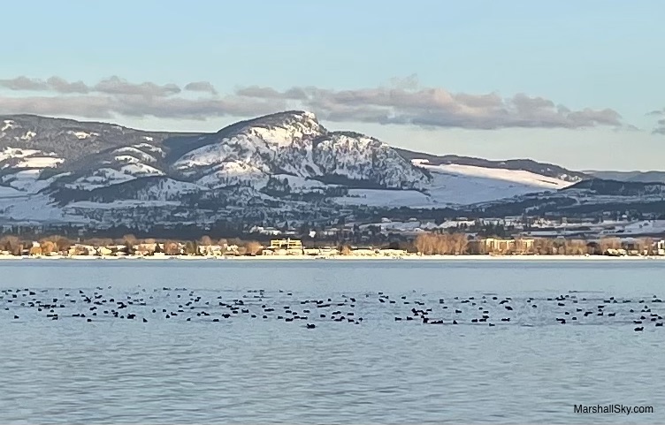 歐肯納根湖（Okanagan）湖畔踏雪 - 成群加拿大雁，不畏寒流悠遊湖上