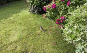 庭院的美洲知更鳥（American robin）- 啄食植栽果實