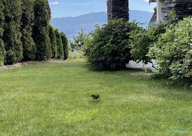 庭院的美洲知更鳥（American robin）- 啄食草坪裡毛蟲