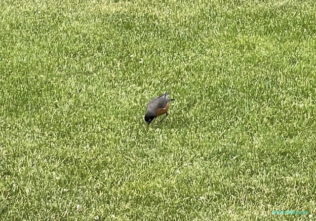 庭院的美洲知更鳥（American robin）- 悠活覓食