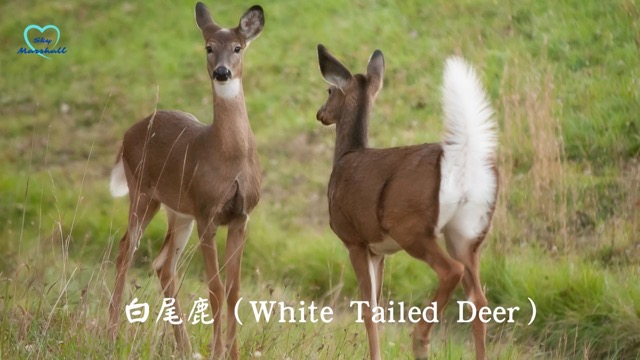 白尾鹿（White Tailed Deer）- 尾巴翹起來白花花一片白毛。