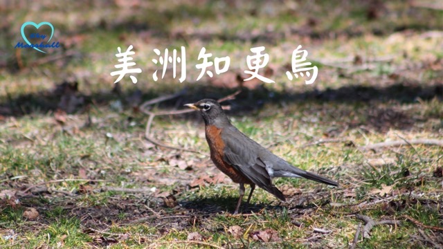 美洲知更鳥（American robin）