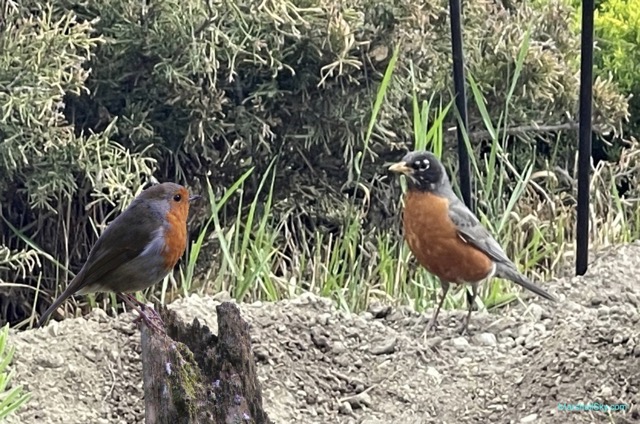 左邊是知更鳥（ Robin），右邊是美洲知更鳥（American robin）