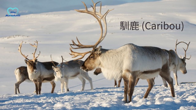 馴鹿 (Caribou)，又名角鹿，是聖誕老人拉雪橇送禮物的鹿。