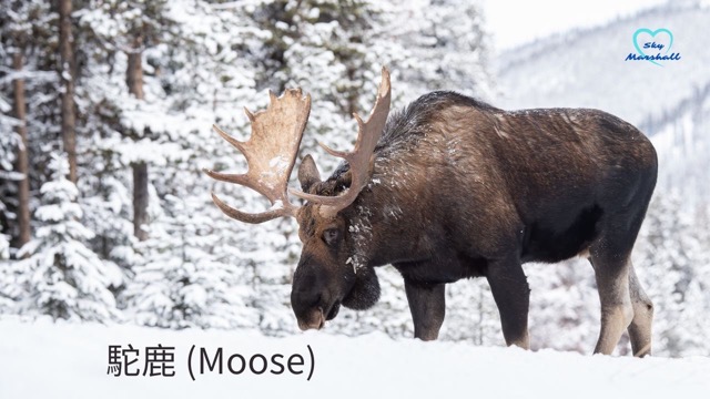 駝鹿 (Moose)，最大特徵是掌形鹿角及龐大身軀