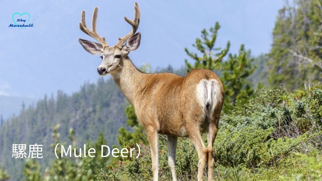騾鹿（Mule Deer）- 又稱做黑尾鹿，尾巴有一點黑毛。