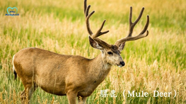 騾鹿（Mule Deer）- 雄性鹿，會長鹿角。