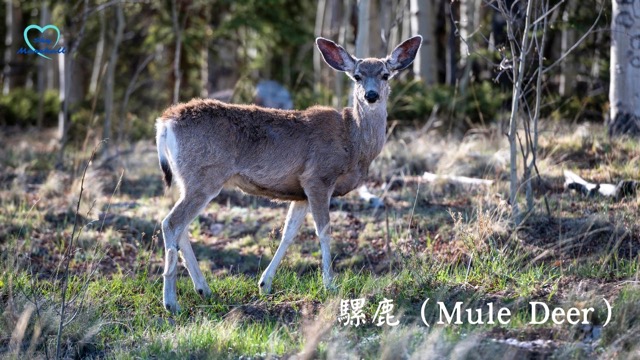 騾鹿（Mule Deer）- 雌性鹿，不會長鹿角。