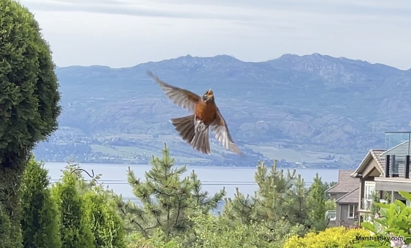 庭院的美洲知更鳥（American robin）- 展翅飛翔英姿