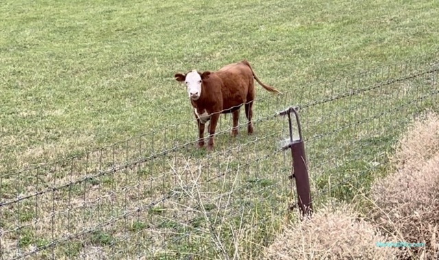 基洛納 (Kelowna) 農場上牛馬-與牛相望