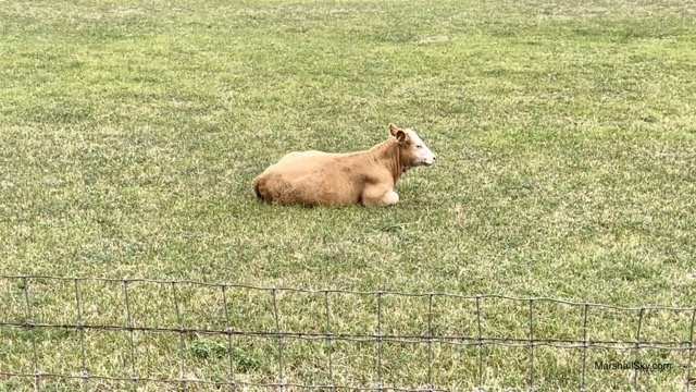 基洛納 (Kelowna) 農場上牛馬-與牛相望