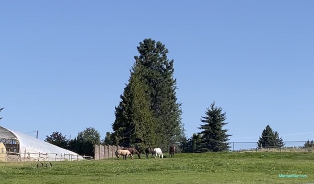 基洛納 (Kelowna) 農場上牛馬-路旁農場飼養著馬