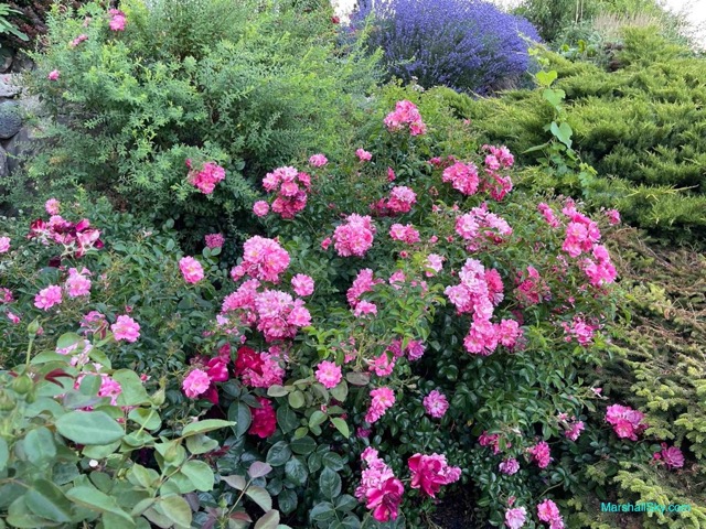 基洛納 (Kelowna) 散步欣賞植栽-粉紅色玫瑰