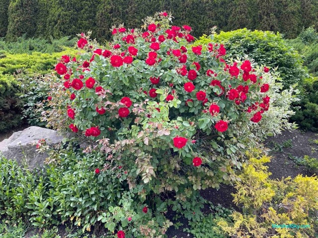 基洛納 (Kelowna) 散步欣賞植栽-紅色玫瑰