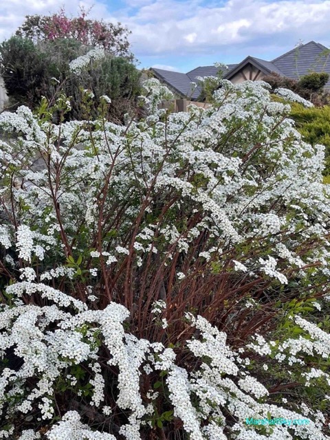 基洛納 (Kelowna) 散步欣賞植栽-繡線菊Garland-Spirea，整個枝條開滿白色花。