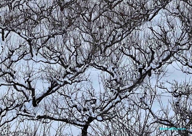 杏樹的壯麗生命-冬天，杏樹覆蓋著霜雪，展現堅韌的生命力。