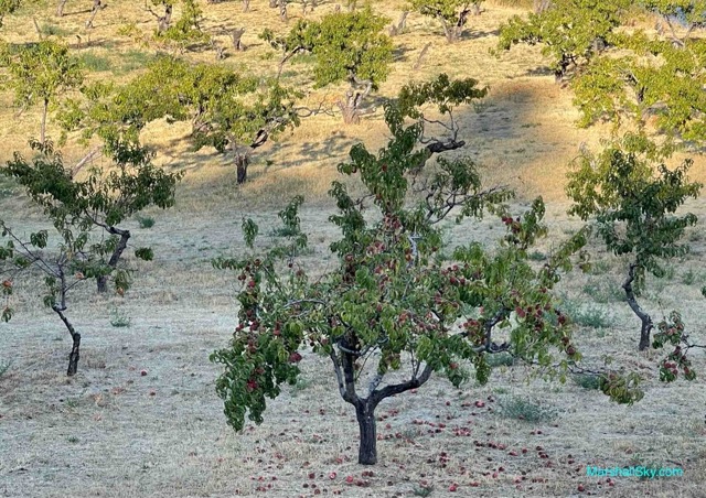 杏樹的壯麗生命-夏末，果實未來得及採收，則會掉落大地。