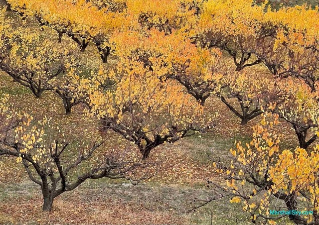 杏樹的壯麗生命-秋天，杏葉色彩斑斕，引人入勝。