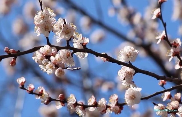 杏樹的壯麗生命-綻放美麗的粉紅花朵
