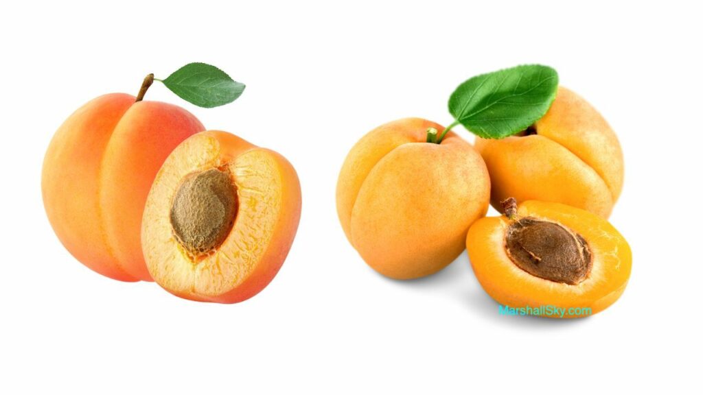 杏樹的壯麗生命-杏子口感甜美