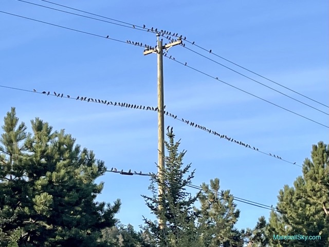 萬事都互相效力-電桿線上棲息著許許多多的鳥，呈現大自然的奇妙。