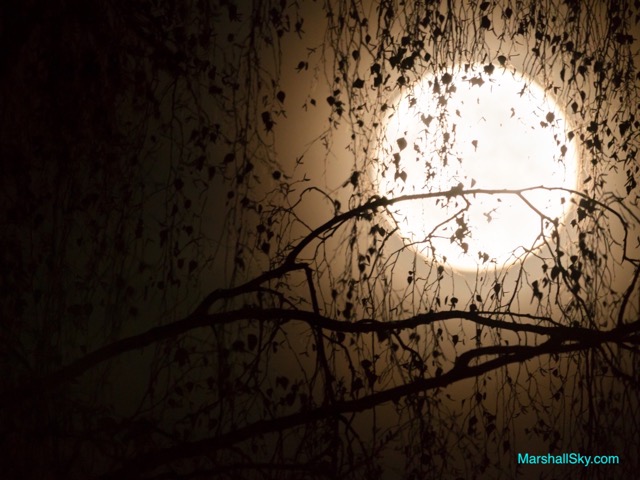 月圓中秋-樹木的輪廓在月光下，顯得分外優美。