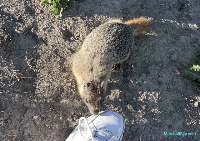 湖畔松鼠-有的松鼠不怕生，跑到觀賞者腳鞋前，表達著彼此的親善。