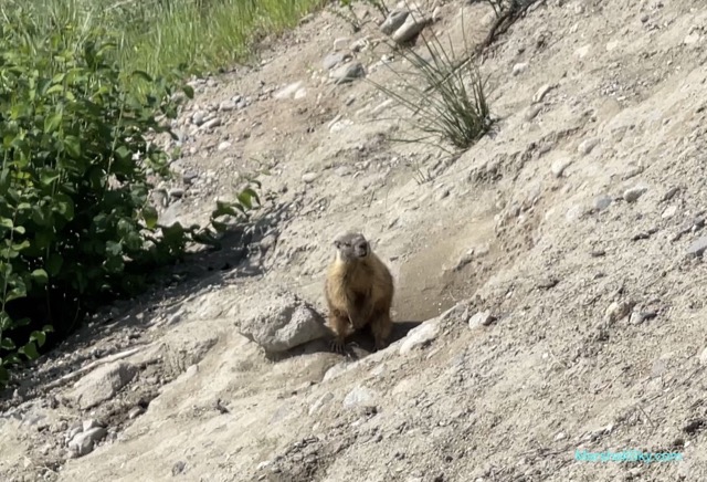 湖畔松鼠-有的松鼠保持警覺觀察著環境動態，隨時鑽進地洞藏匿保護自己。