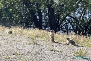 湖畔松鼠-有的松鼠站立著，凝神地注視著環境。
