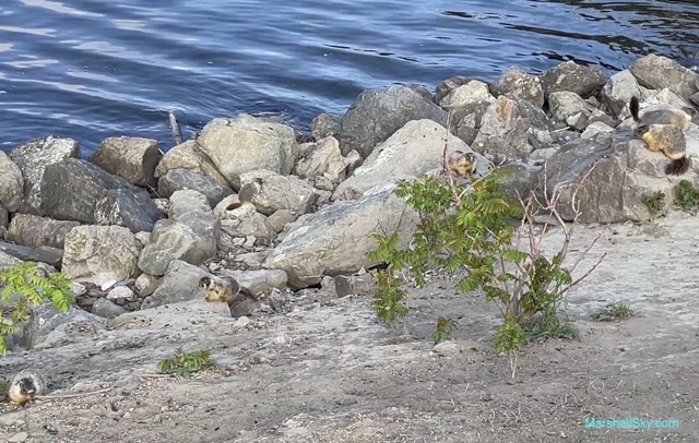 湖畔松鼠-自然之美的小驚喜。