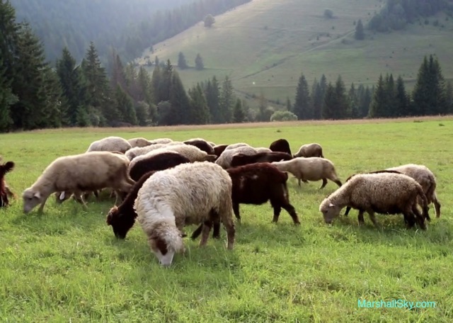 身上的一根刺-亞伯是個善良的牧羊人，耶和華悅納了亞伯的祭品。