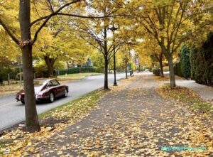 秋楓-「Abbott Street」，整條街種滿楓樹，我管它叫做基洛納的楓葉街。