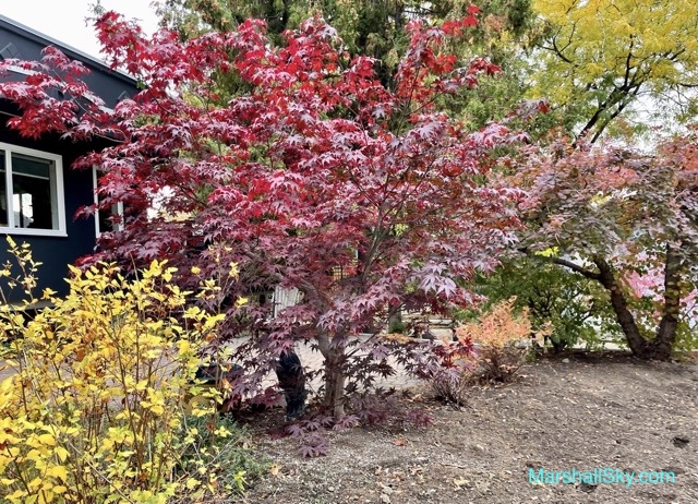 秋楓-各種紅、橙、金黃的色彩斑斕，匯聚成絢麗的秋意。