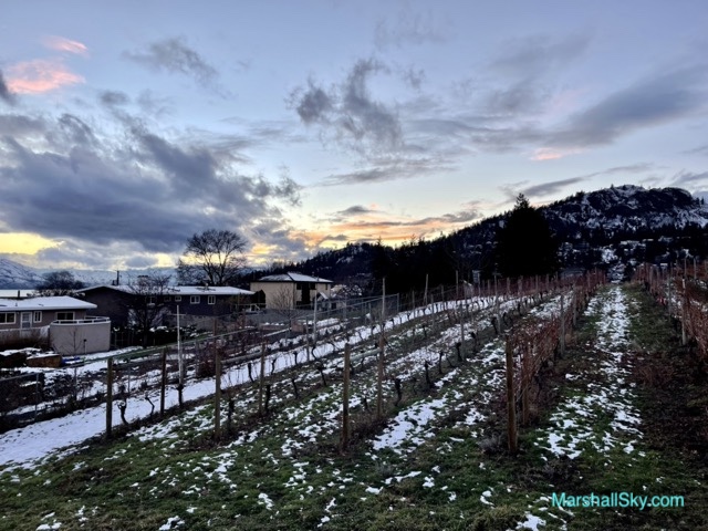 冬天散步在酒莊葡萄園-夕陽的暖暉，葡萄的樹海，成就了冬日獨特景色。