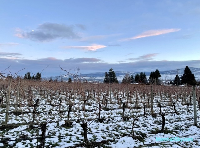 冬天散步在酒莊葡萄園-大自然的景色彷彿被一層輕柔的紗幔所包覆。