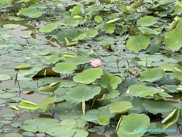 蓮花定律-第一天，蓮花池塘上只有少數精緻的花朵綻放。
