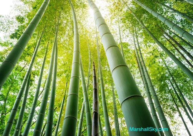 竹子定律-竹子花四年紮根只長了3公分，第五年開始，花六週的時間，就長到了15公尺。