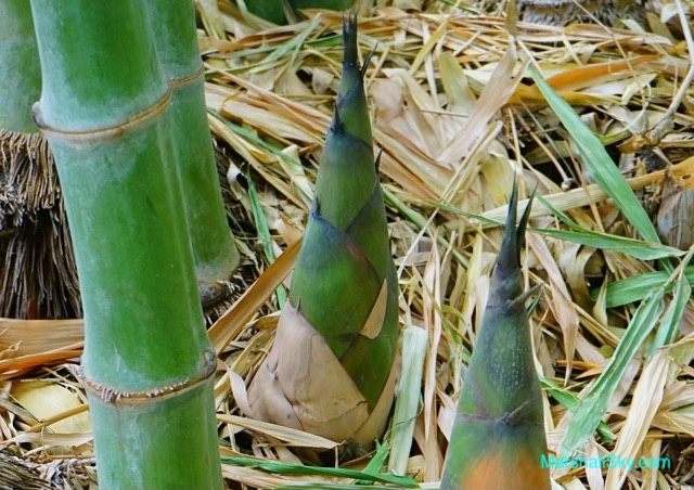 竹子生長的人生智慧-竹子生長，前面四年裡在土壤裡扎根延伸，蓄勢待發。