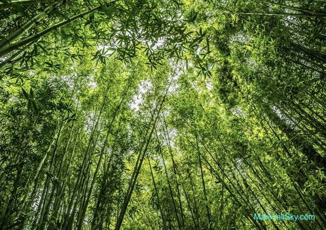 竹子生長的人生智慧-竹子的成長過程中，需要恆久的耐心和堅定的信心。
