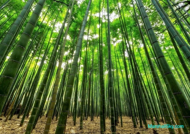 竹子生長的人生智慧-竹子，千姿百態，每一節都有著自己的風采和特色。