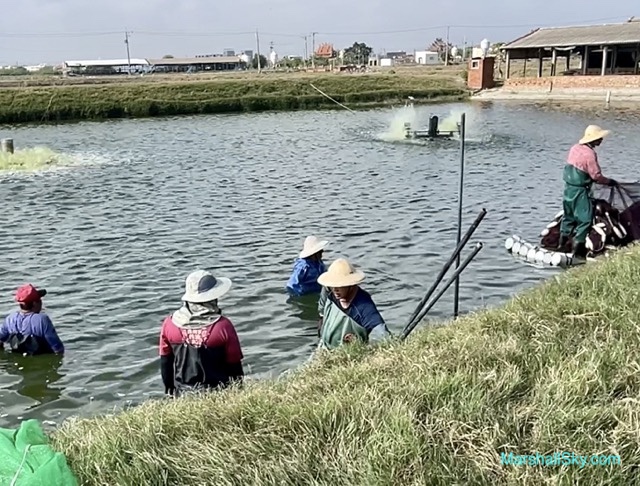 學甲蜀葵花-單車巡禮，學甲漁民正在魚塭中捕撈吳郭魚。